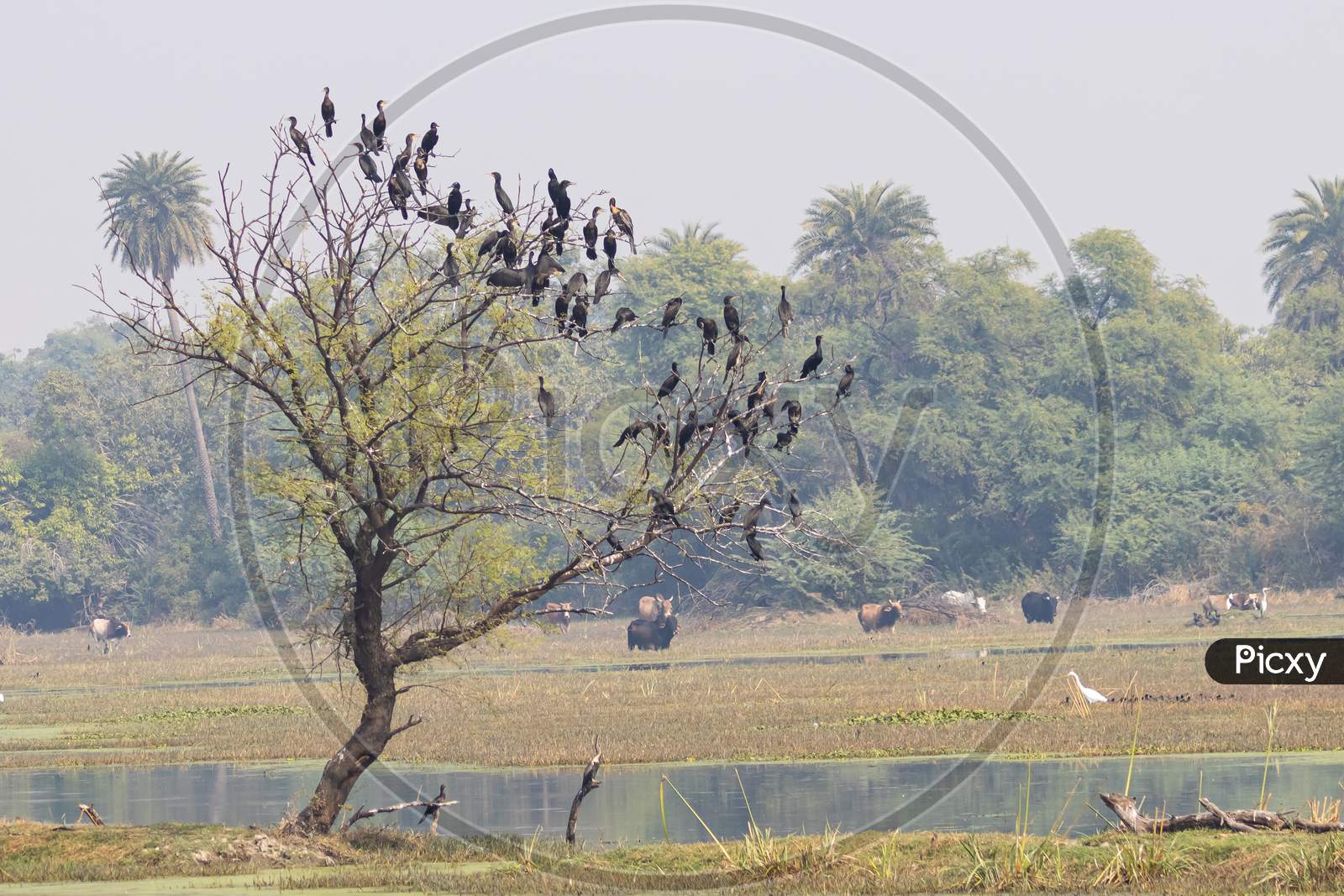 A tree with flocks of darter birds siting on it