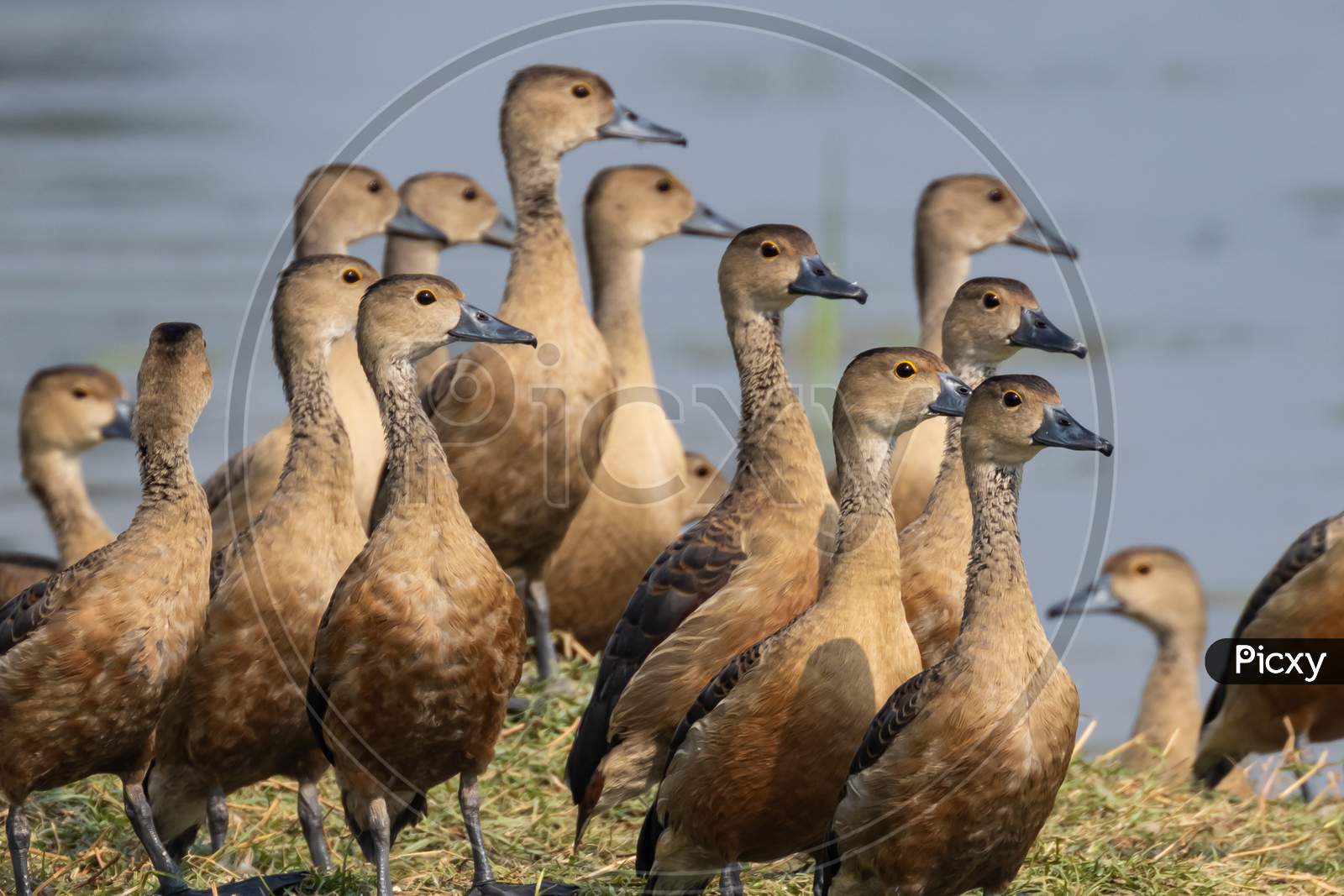 A flock of wandering whistling ducks