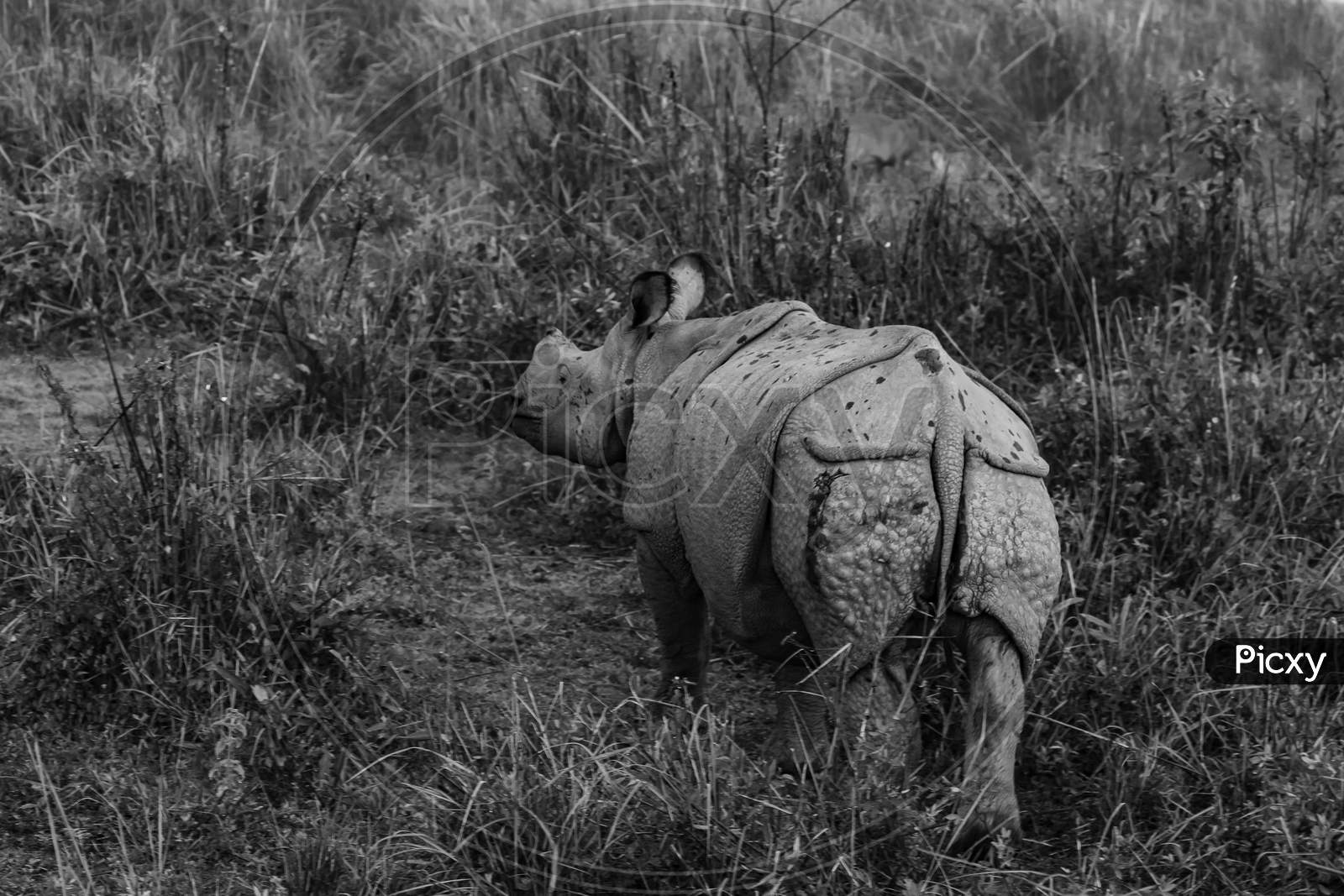A monochrome image of a one horned rhino standing  with its back