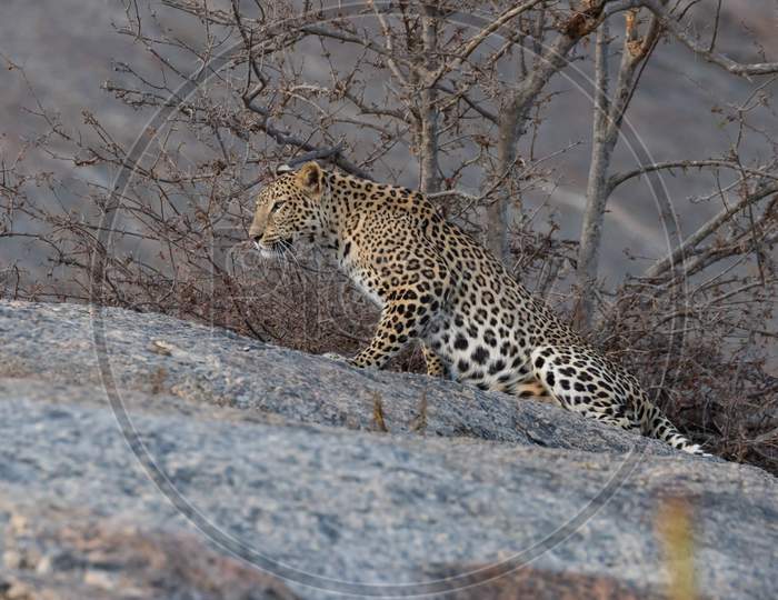 An adult Indian leopard with its twisted tail gracefully stretching