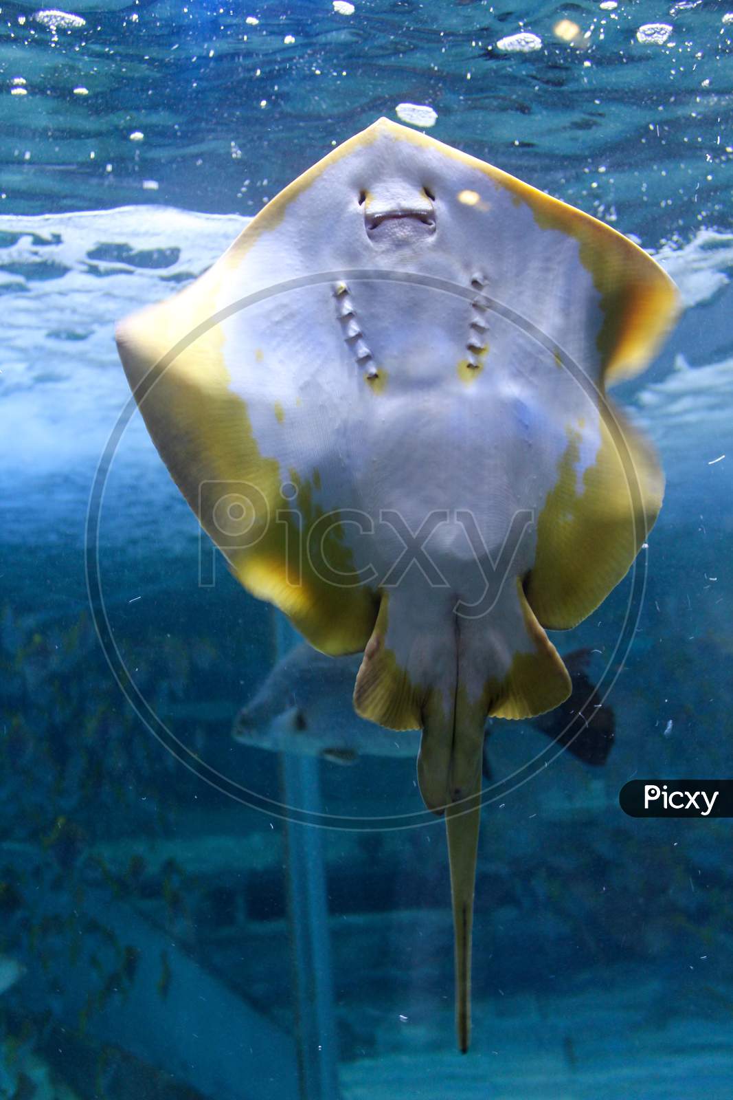 Stingray With Smiling Face,Skate Fish