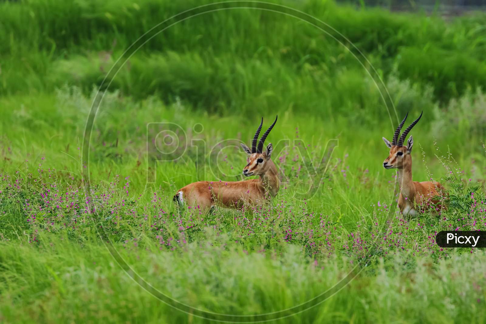 A pair of an Indian gazelle antelope also called Chinkara