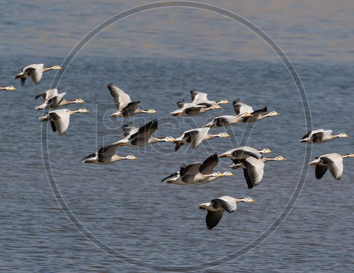 A flock of bar headed geese flying with water in the background