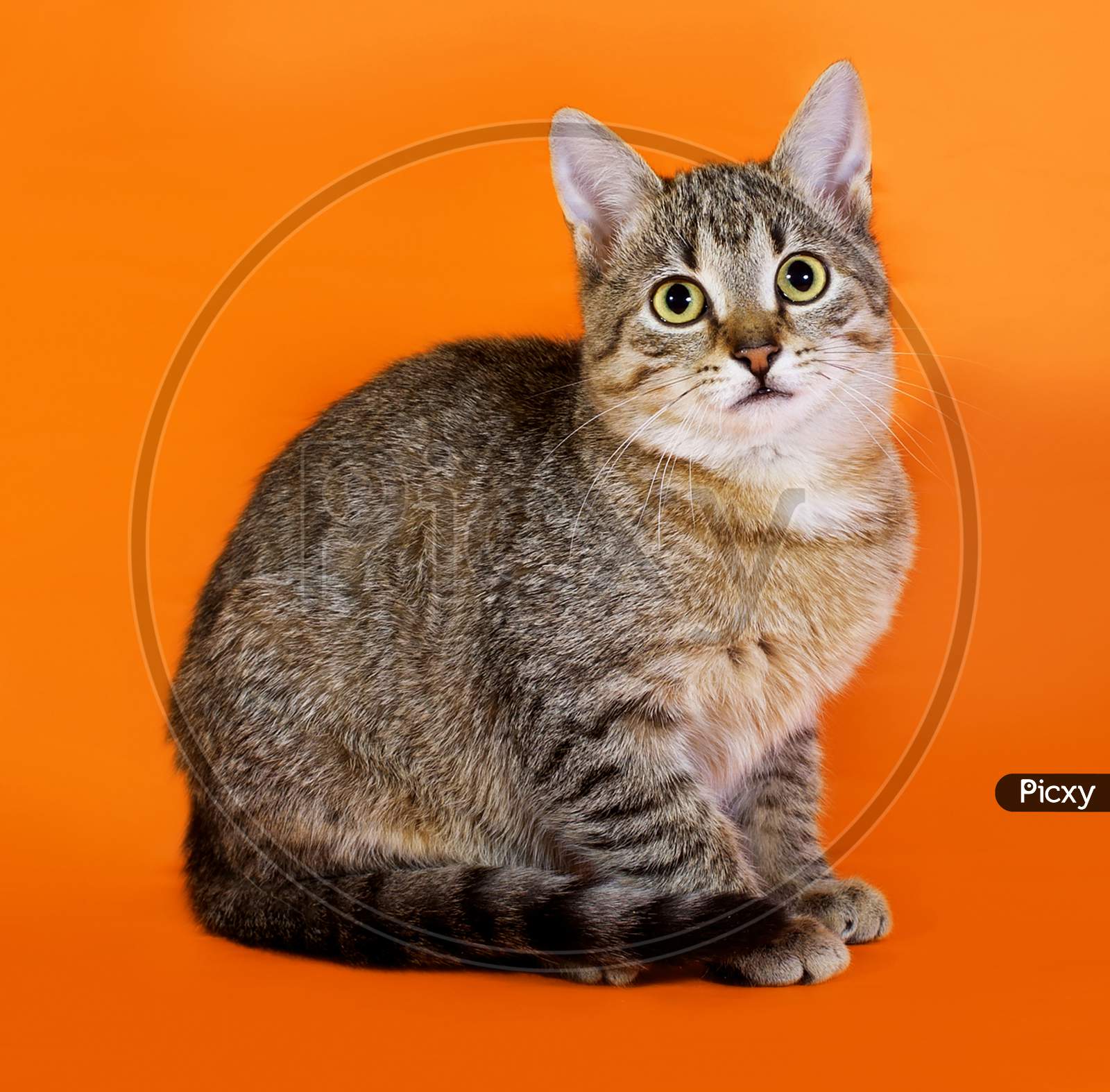 Tabby Kitten Sitting On Orange
