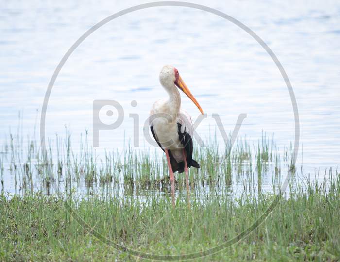 Stork bird Captured Solo