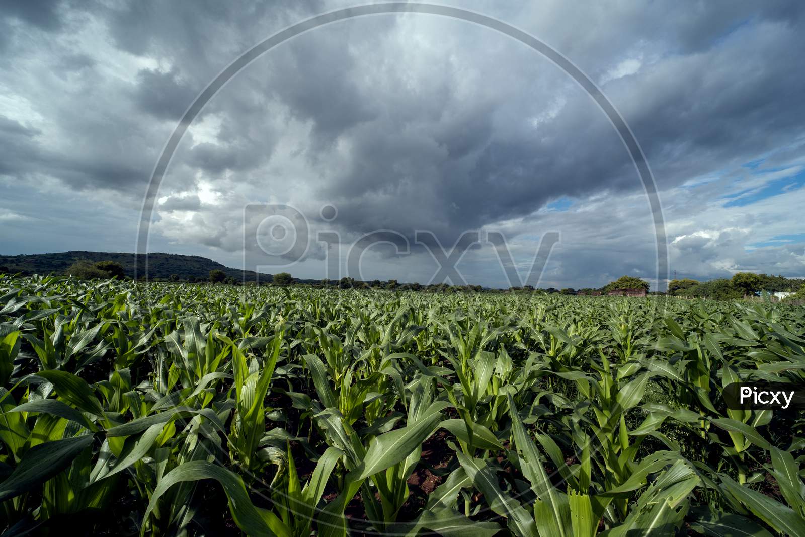 Corn field and corn farm in monsoon weather