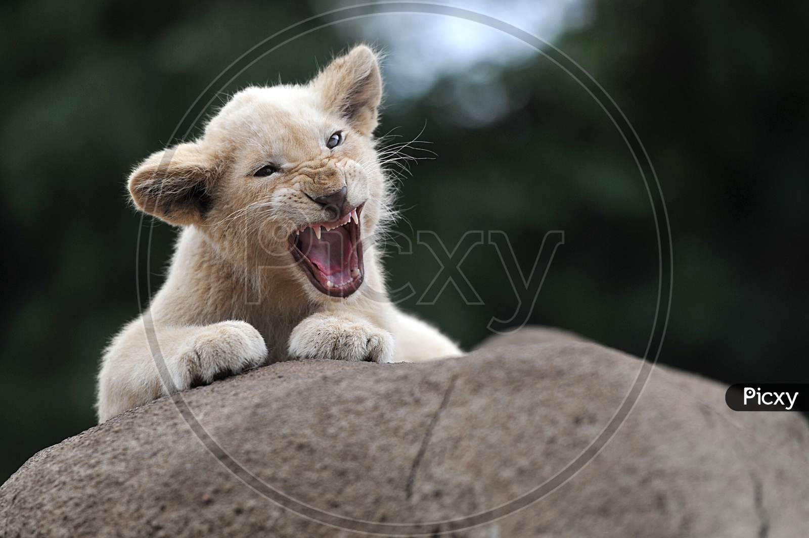 Baby lion in fury