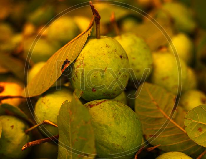 Fully vitamins fruits guava