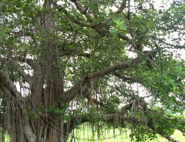 An old banyan tree