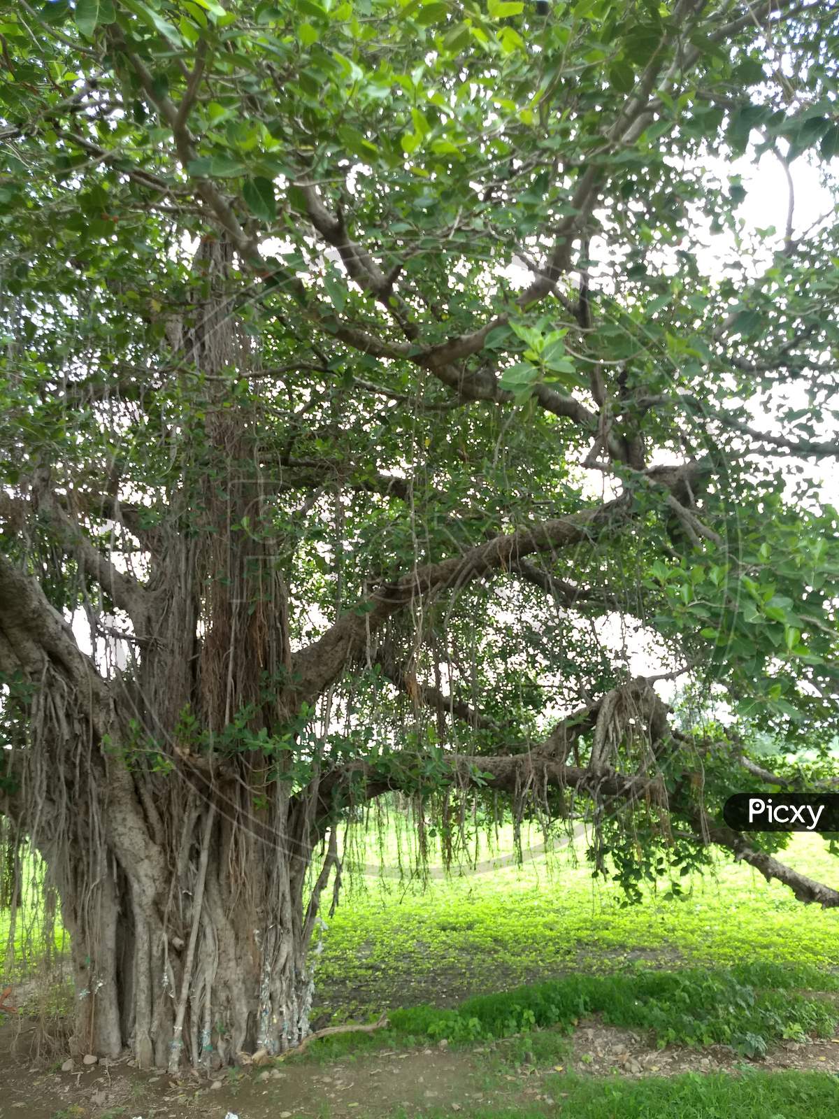 An old banyan tree