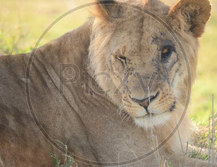 Lioness in the African Jungle