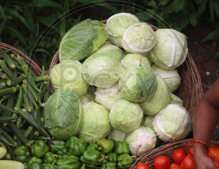 Fresh organic cabbage for sale