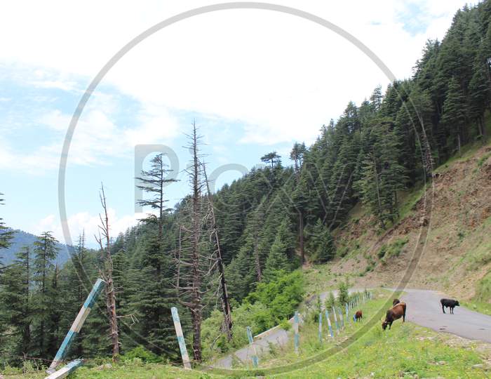 a road passing through the hills of Bhaderwah
