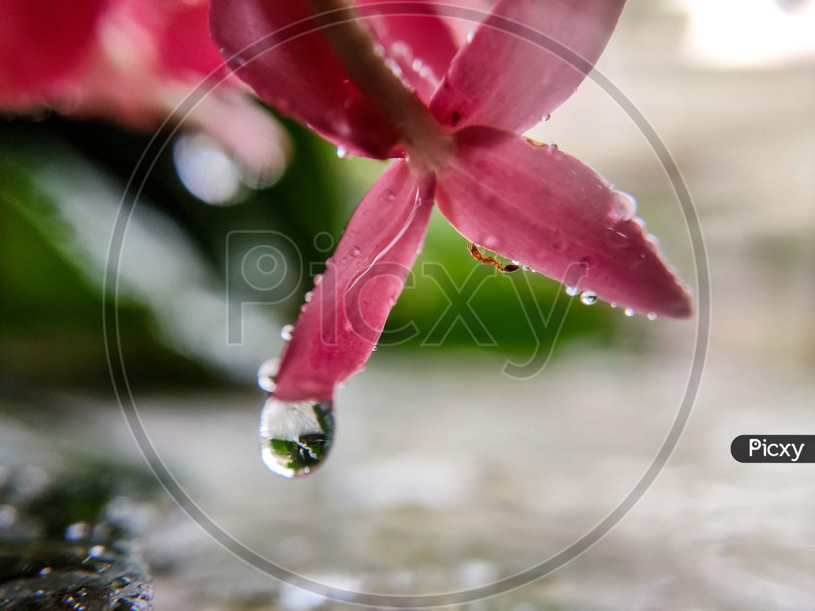 macro shot of rain drops on leaf