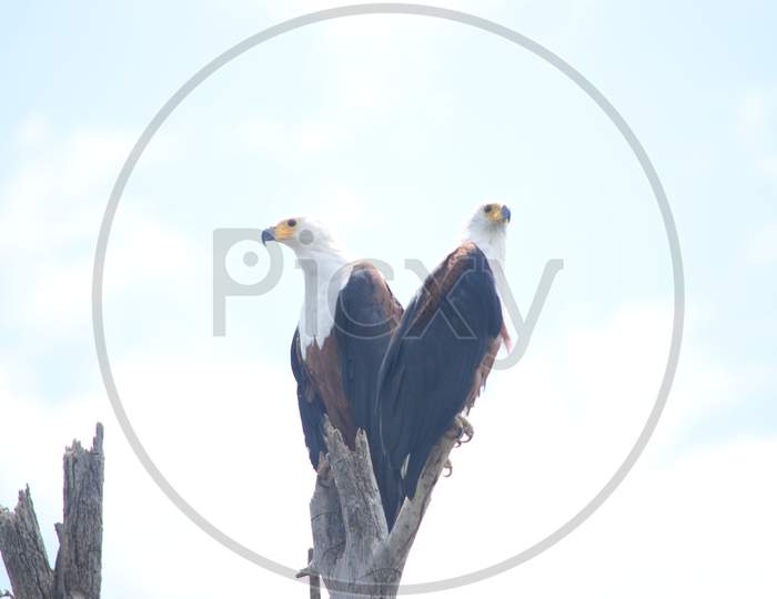 Twin Fish Eagle on a branch