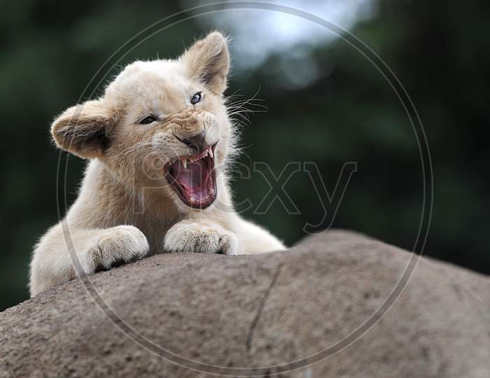Baby lion in fury