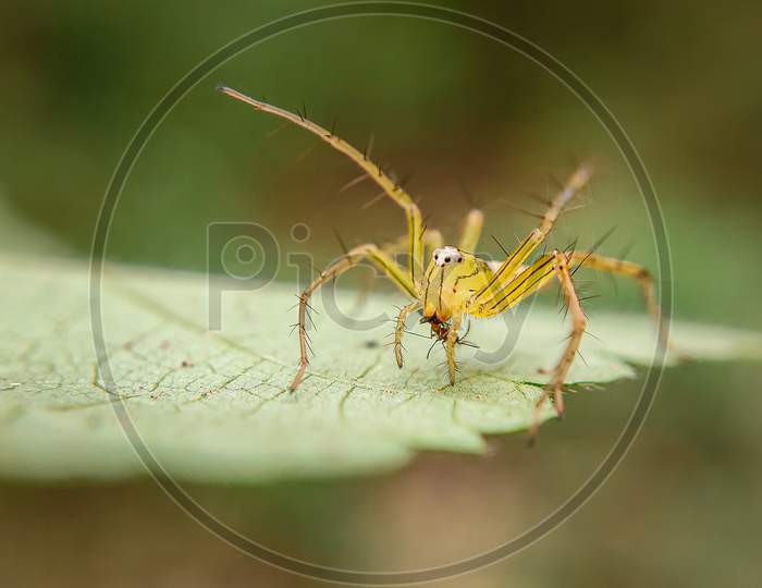 Macro shot of lynx spider
