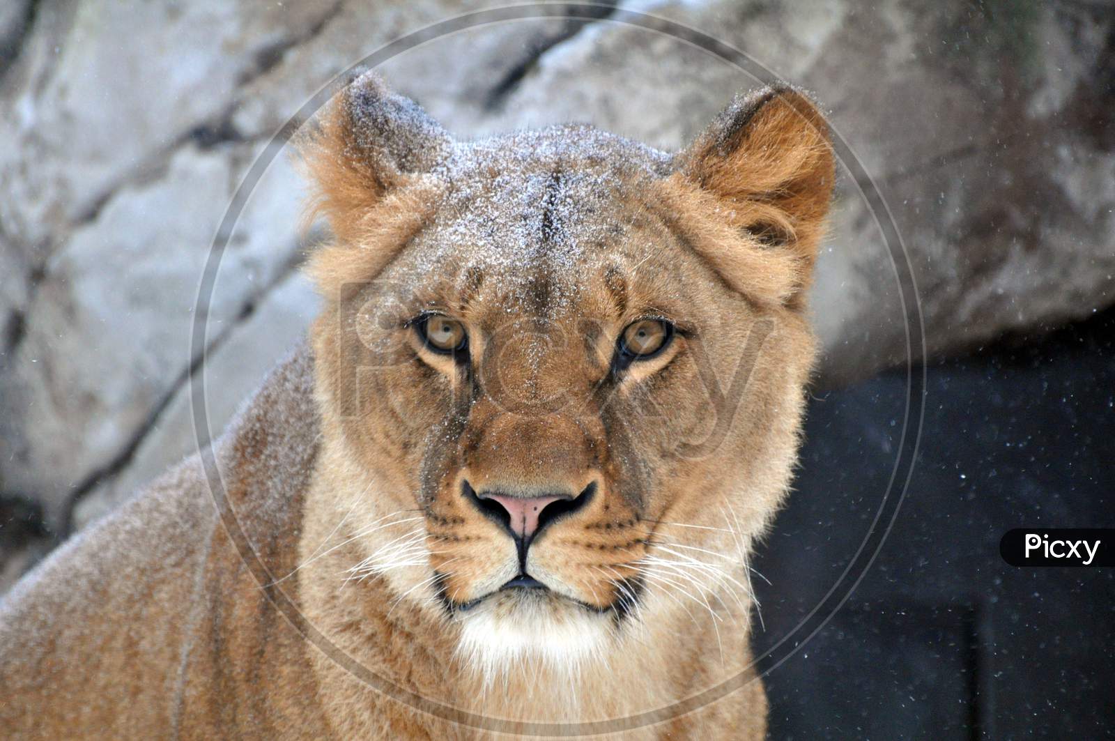 African female lion