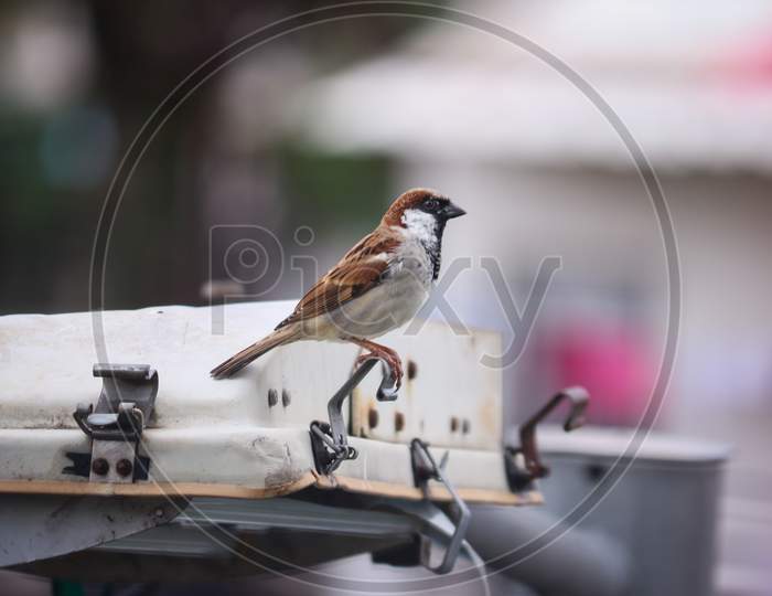 City sparrow citing on the street light