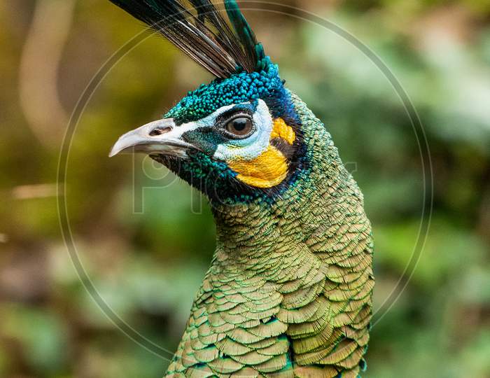 Indian Green Peacock portrait against blurred background