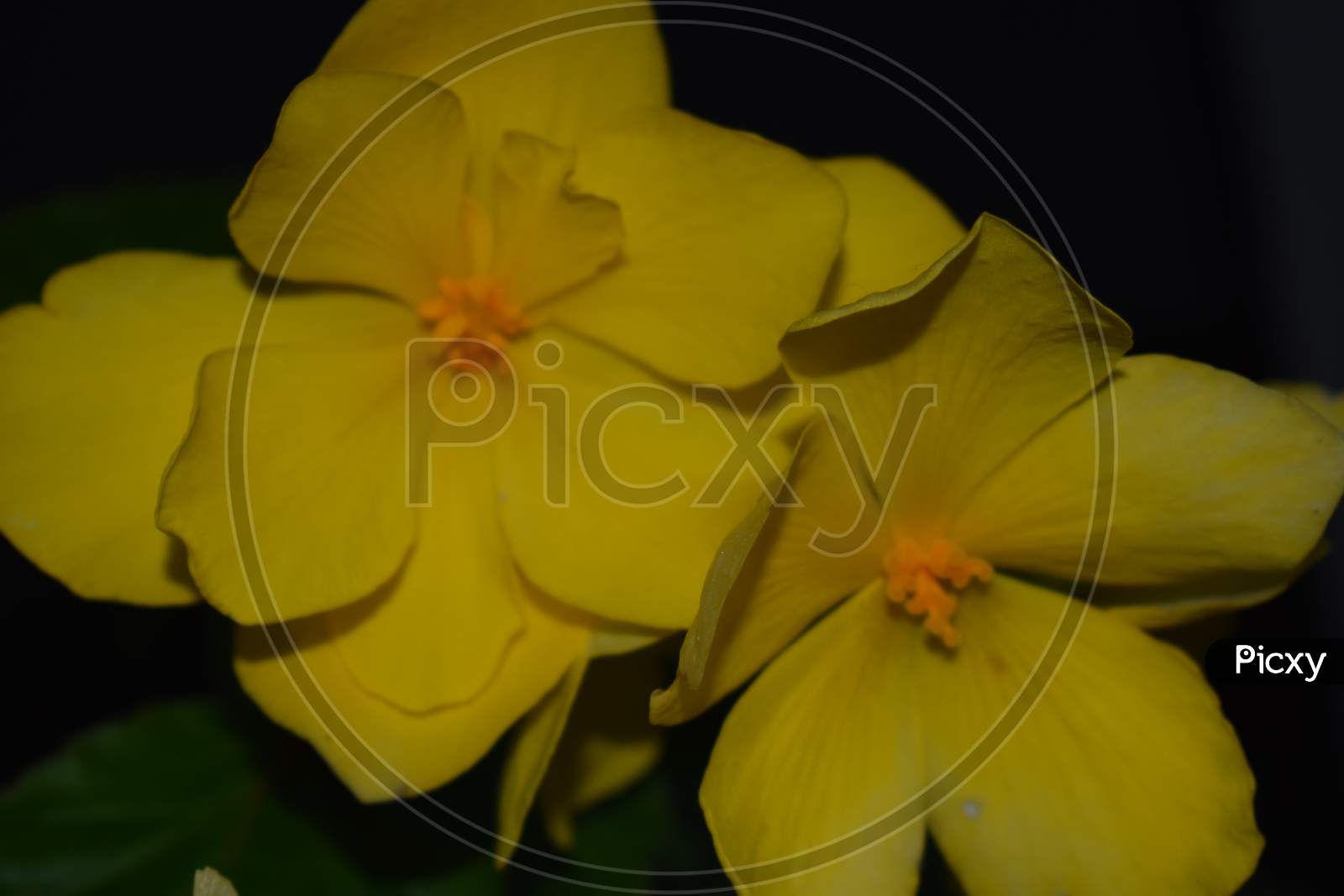 Beautiful Yellow Flower In Garden