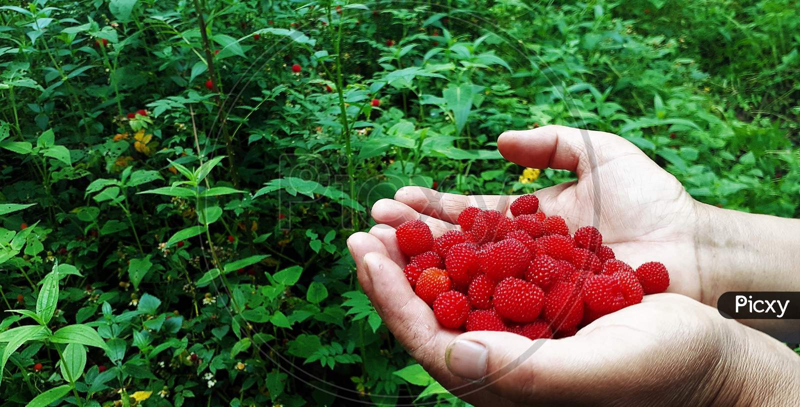 wild berries fruits
