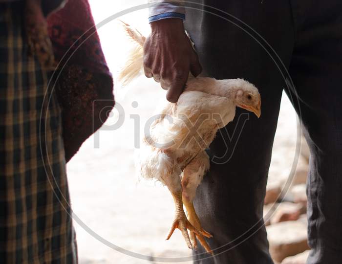 Chicken for sale