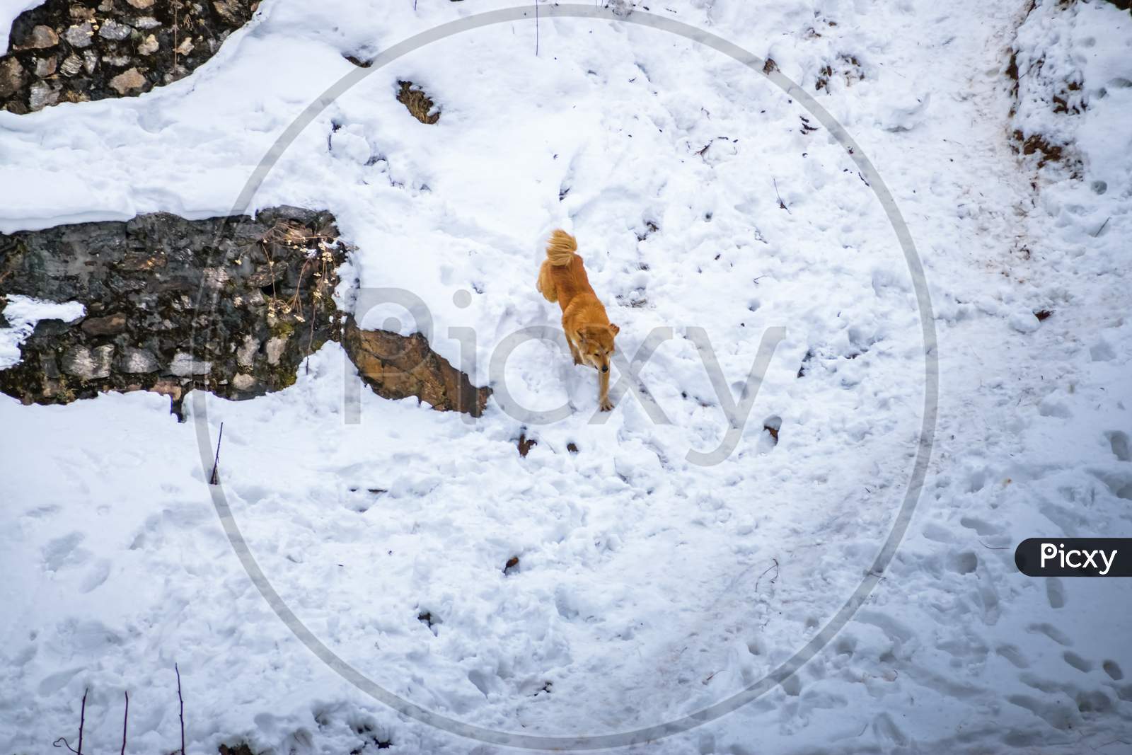 A Himalayan Dog Walking Over Snow