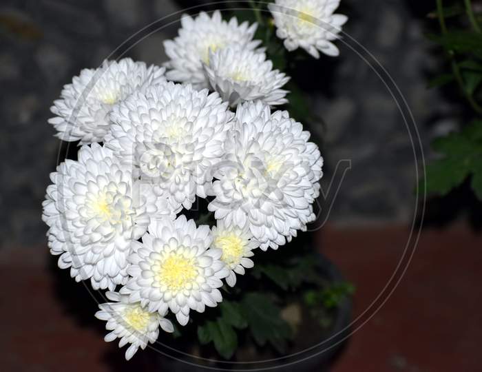 Beautiful Bunch Of White Flowers In Flowerpot
