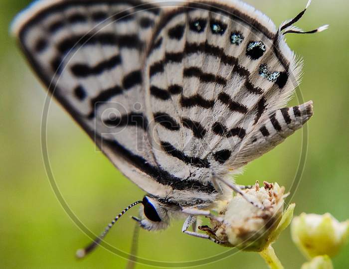 Macro shot of butterfly