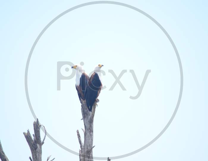 Twin Fish Eagle on a branch