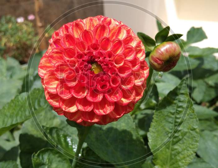 Pom-pom dhalia flower