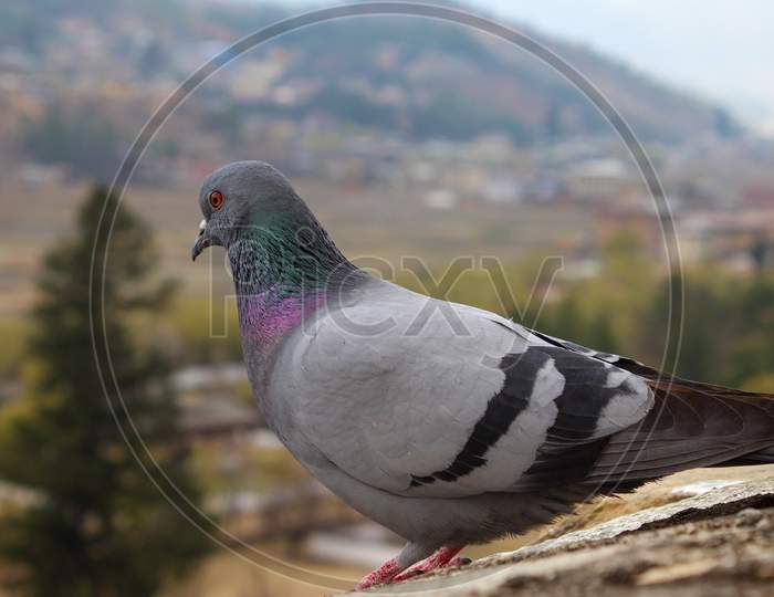 the pigeon