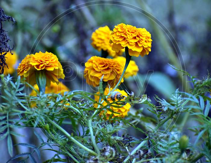 Beautiful Yellow Marigold Flower In Garden