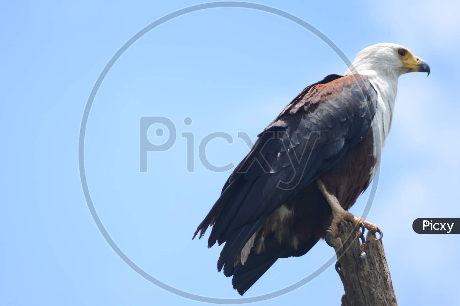 Fish Eagle Captured with blue sky background