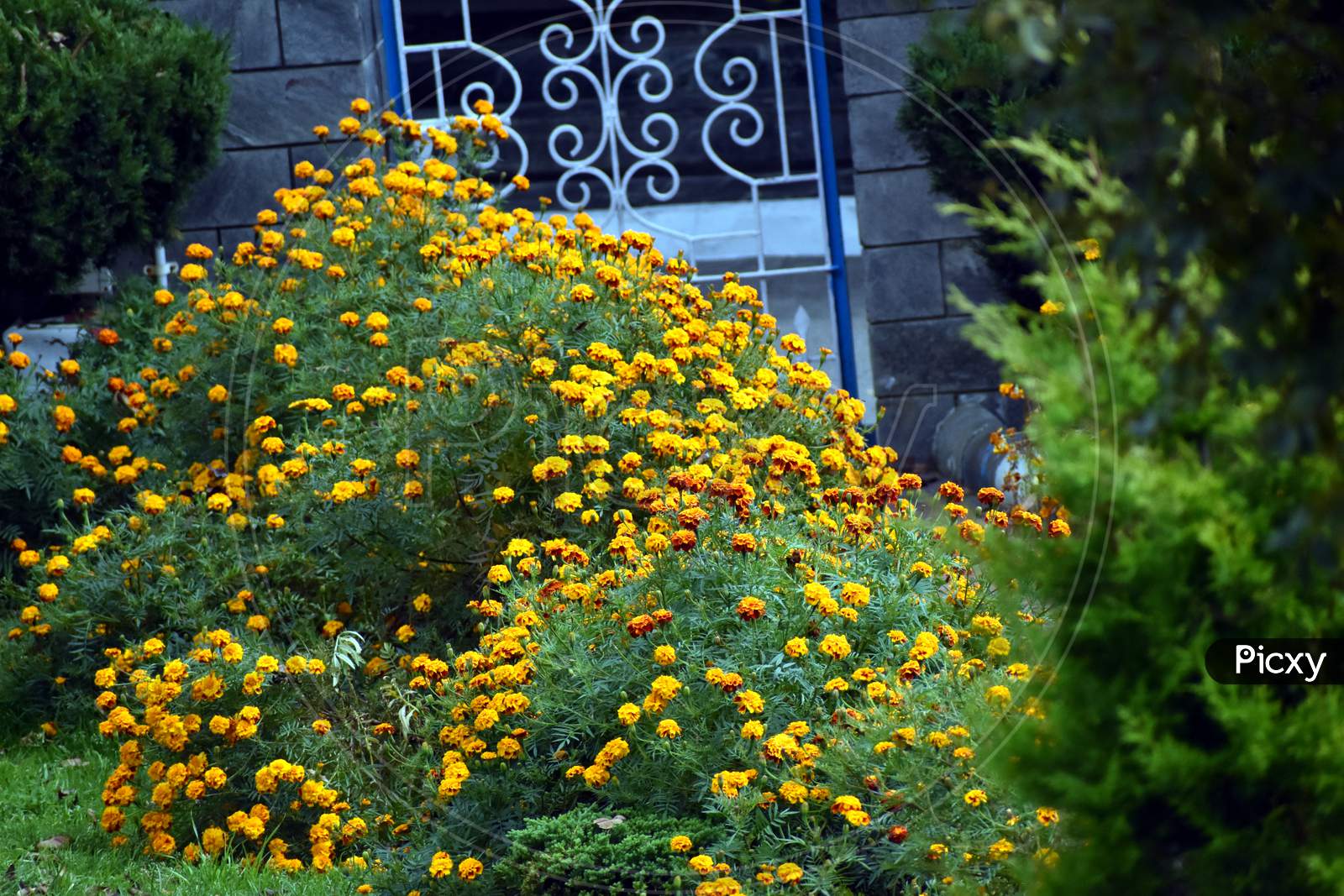Beautiful Garden Of Yellow Marigold