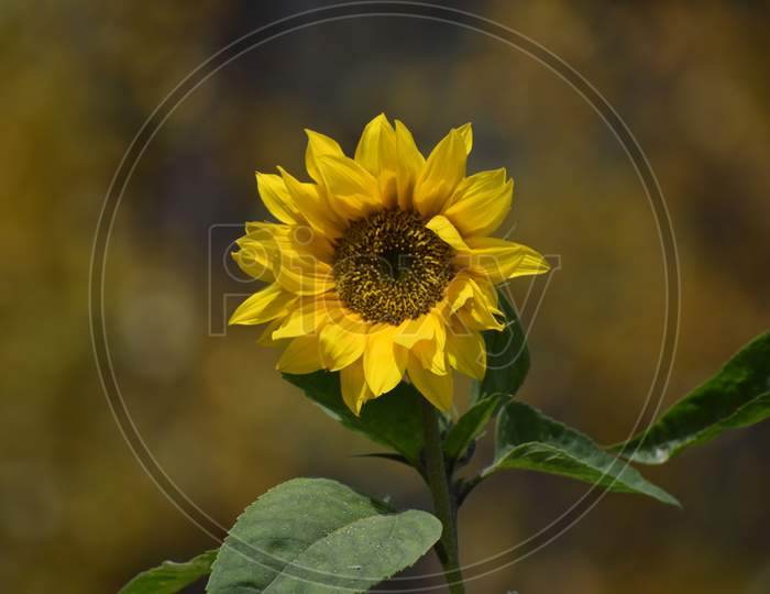 Beautiful Sunflower In Garden At Uttarakhand