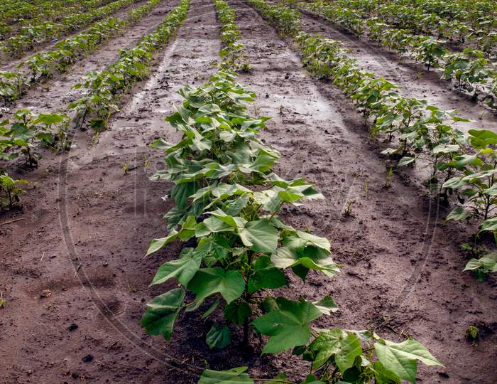 Growing cotton plants row in a monsoon season