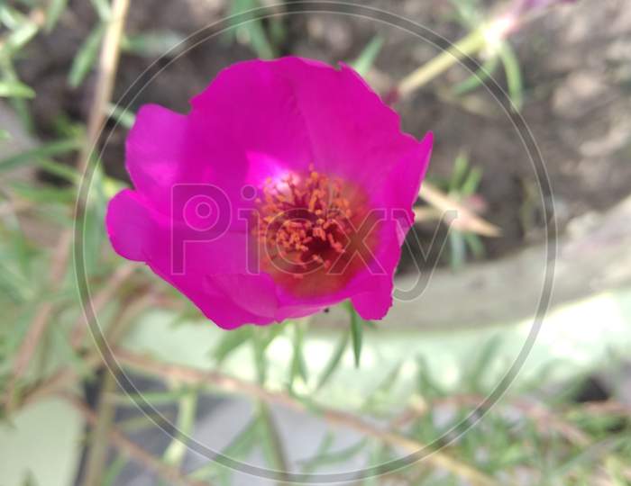 Portulaca Grandiflora Or Moss Rose Flowers – Delhi,India.