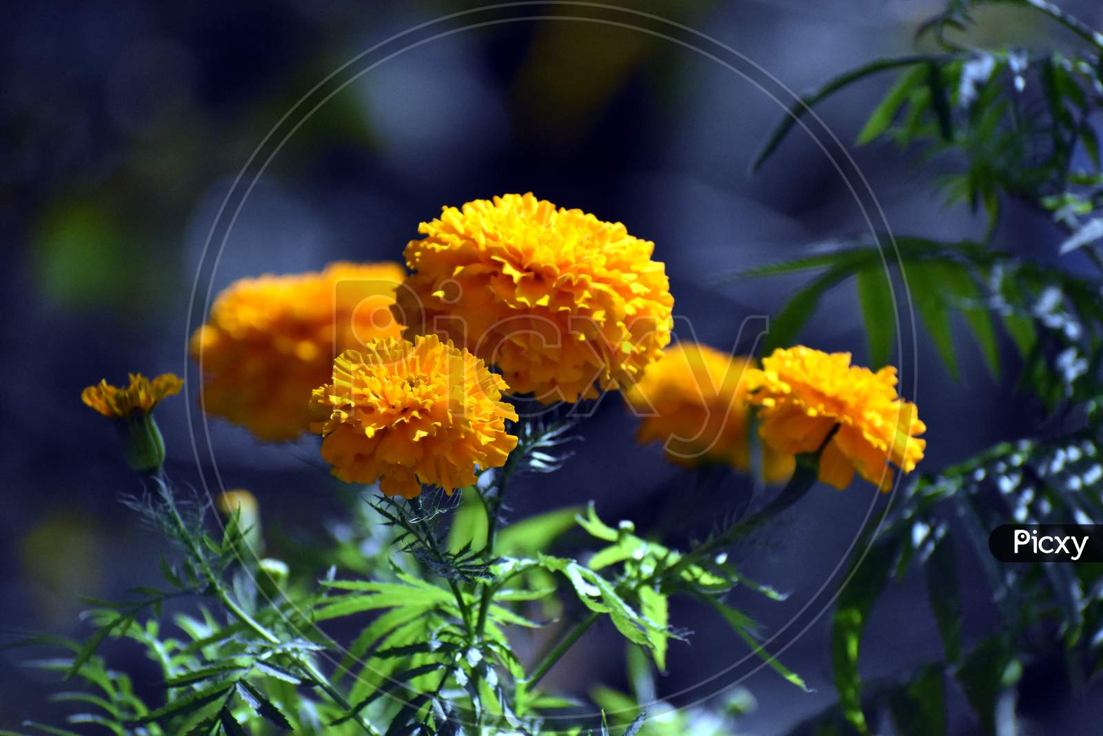 Beautiful Yellow Marigold Flowers In Garden