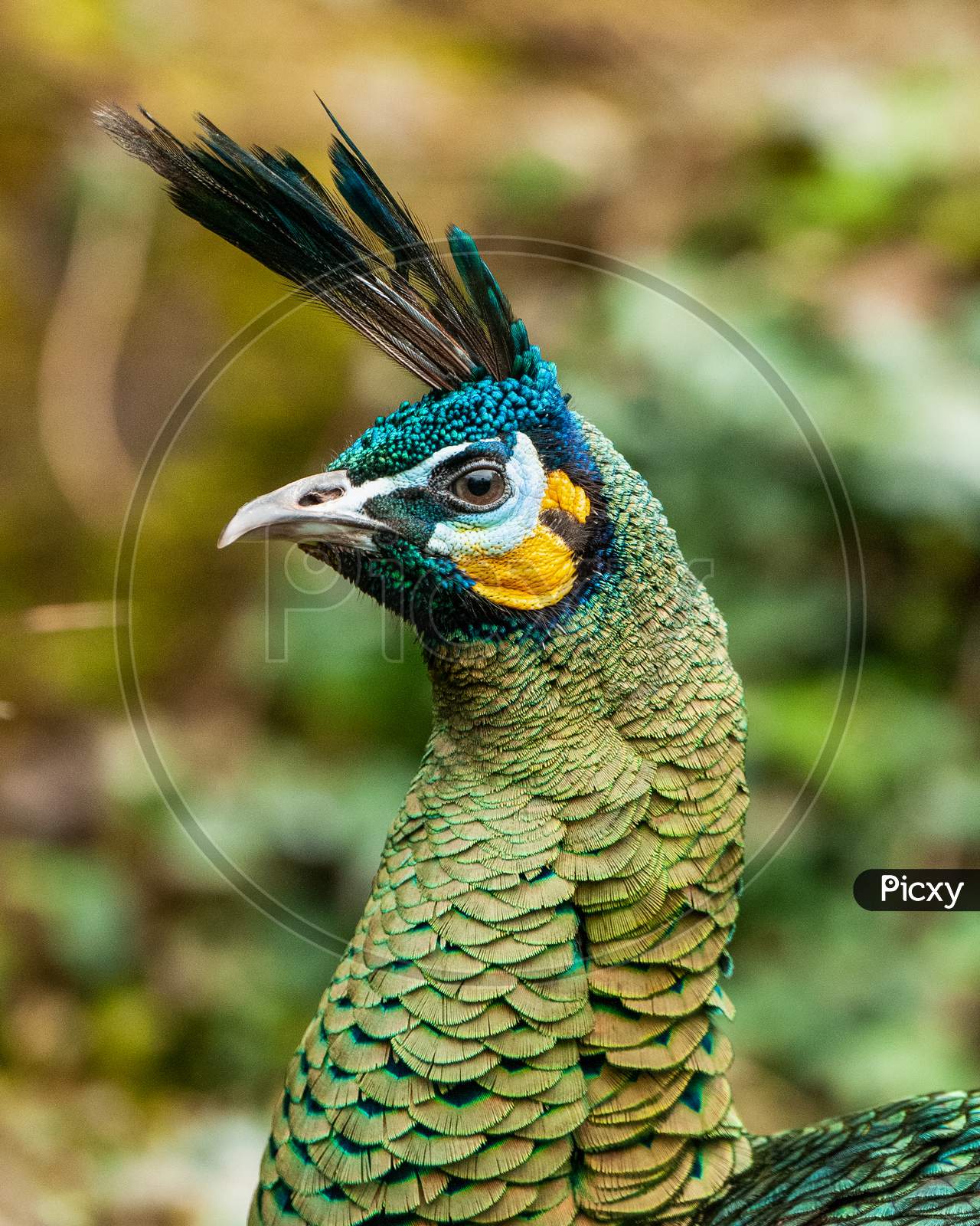 Indian Green Peacock portrait against blurred background