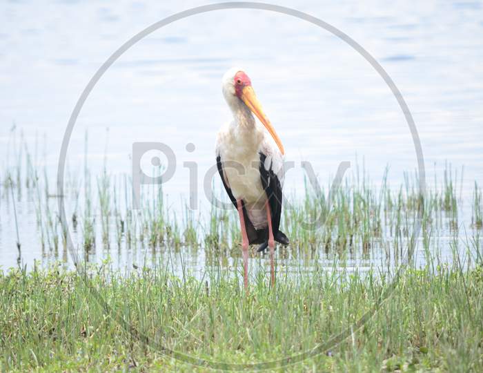 Stork bird Captured Solo