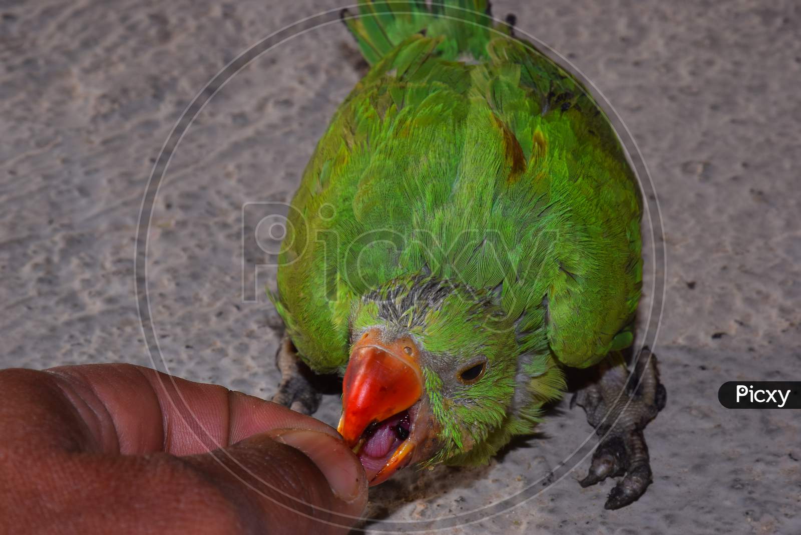 baby green parakeet