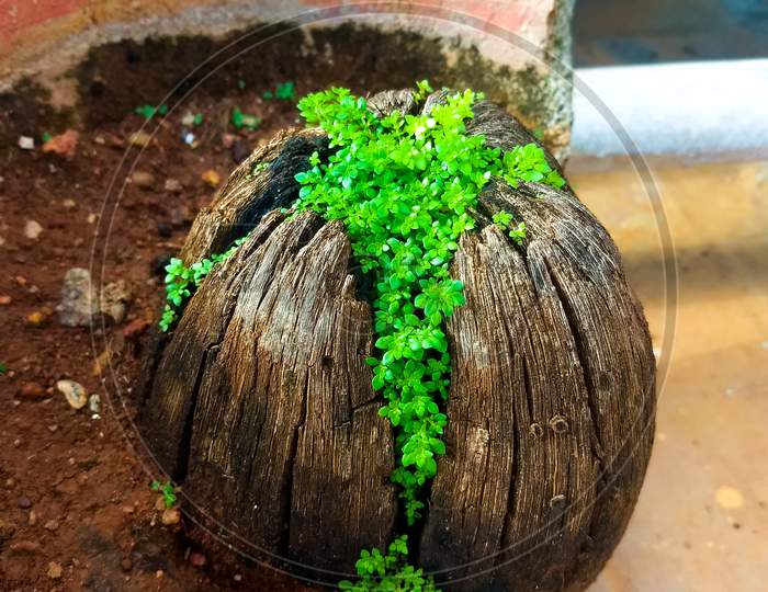 Plants growing from a coconut.
