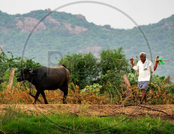 buffalo keeper with his buffaloes in village