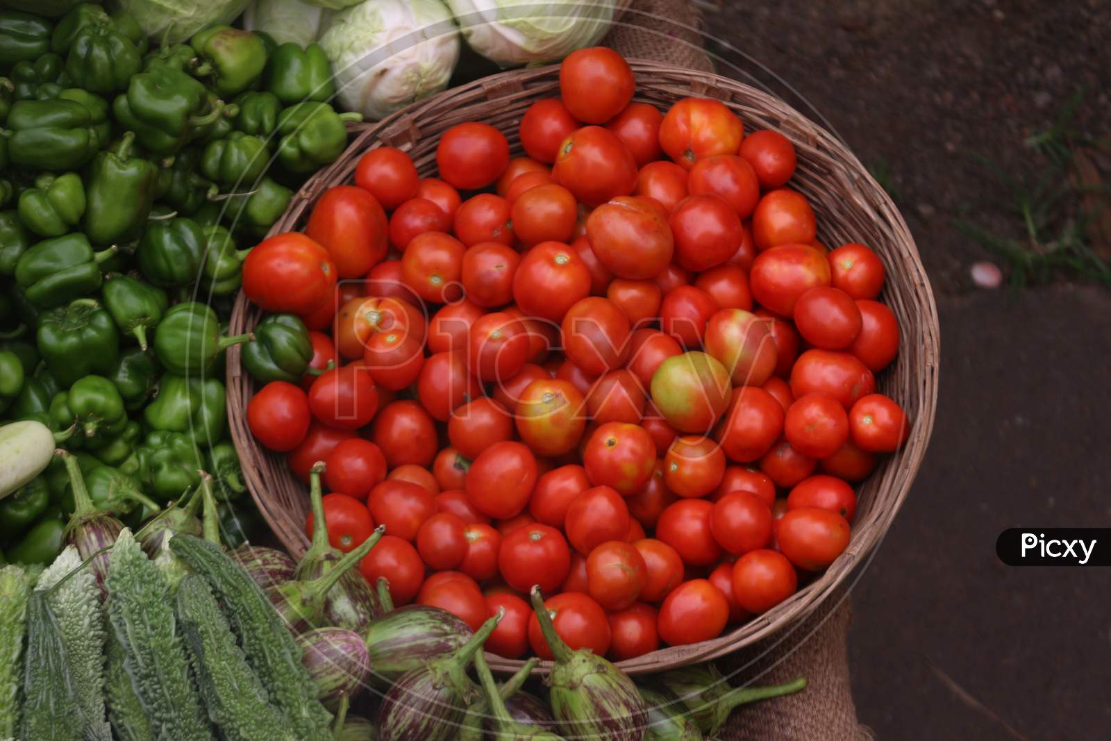 Freshly harvested organic red tomatoes
