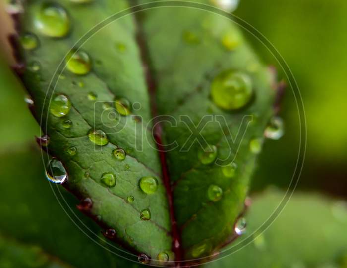 macro shot of rain drops on leaf