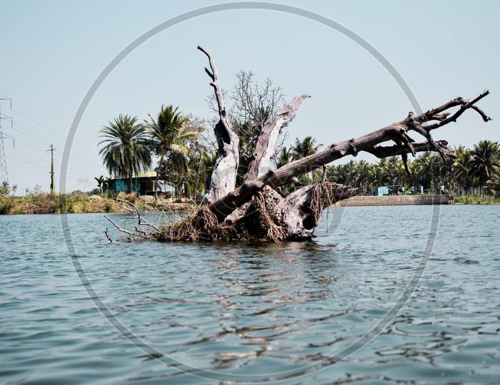 Old tree in the middle of water