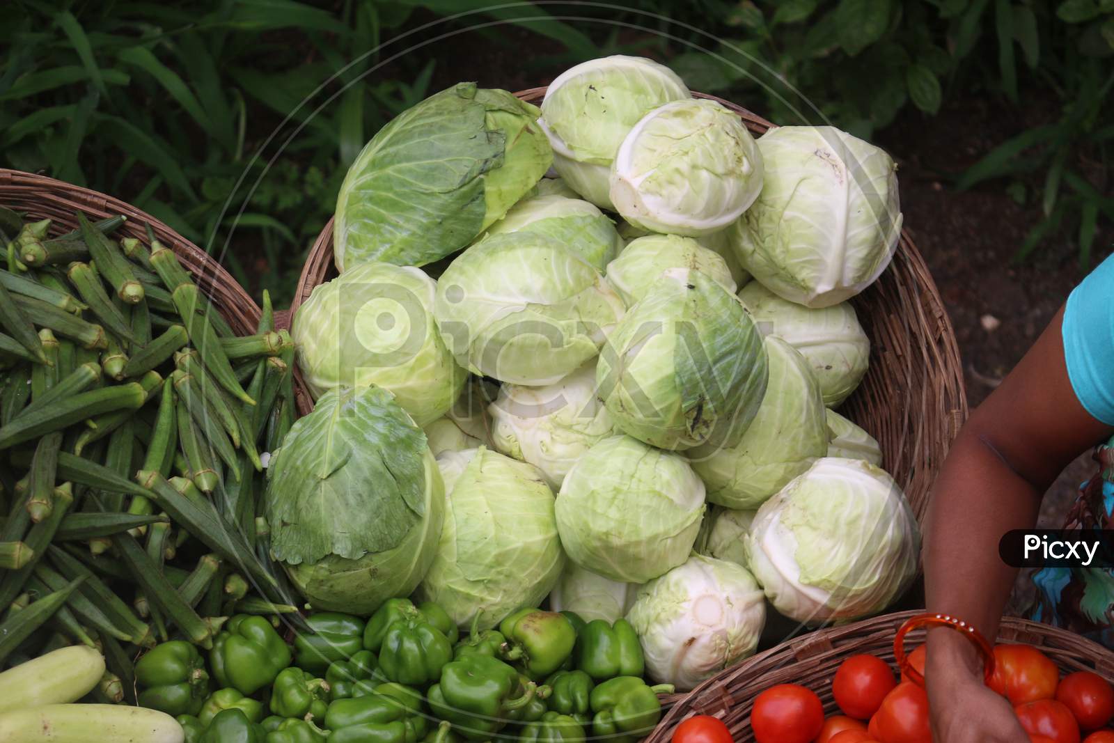 Fresh organic cabbage for sale