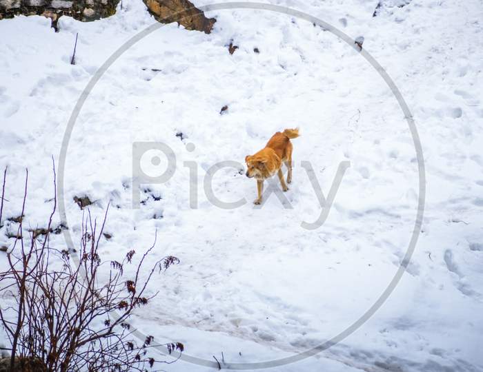 A Himalayan Dog Walking On Snow